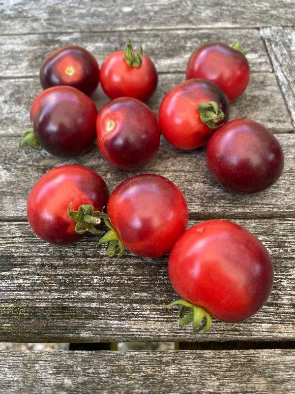 Producto - SEMILLAS DE TOMATE CHERRY LITTLE RED CORVETTE INDIGO DWARF PRINCE