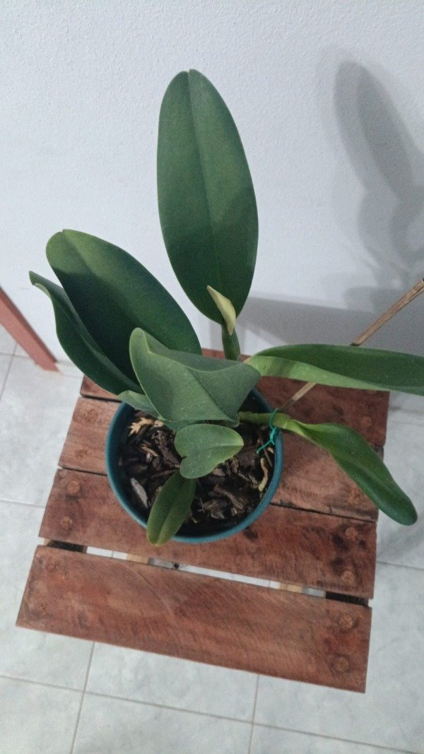 Producto - Rlc. Bangkok Sunlight - 2