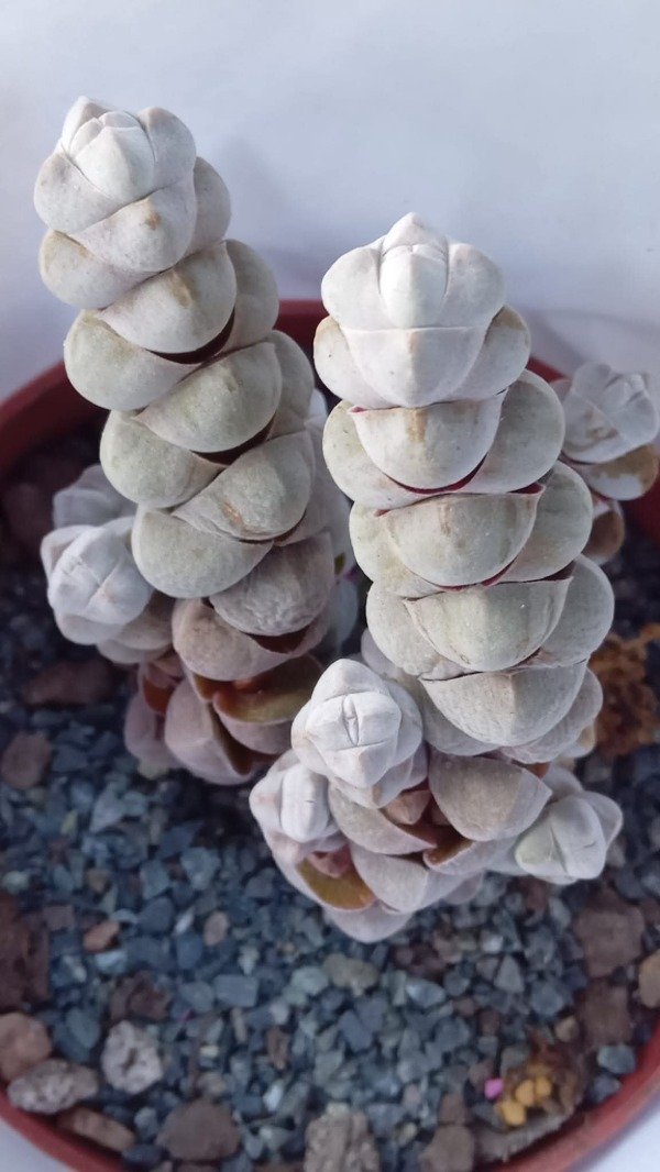 Producto - Crassula plegmatoides - 0