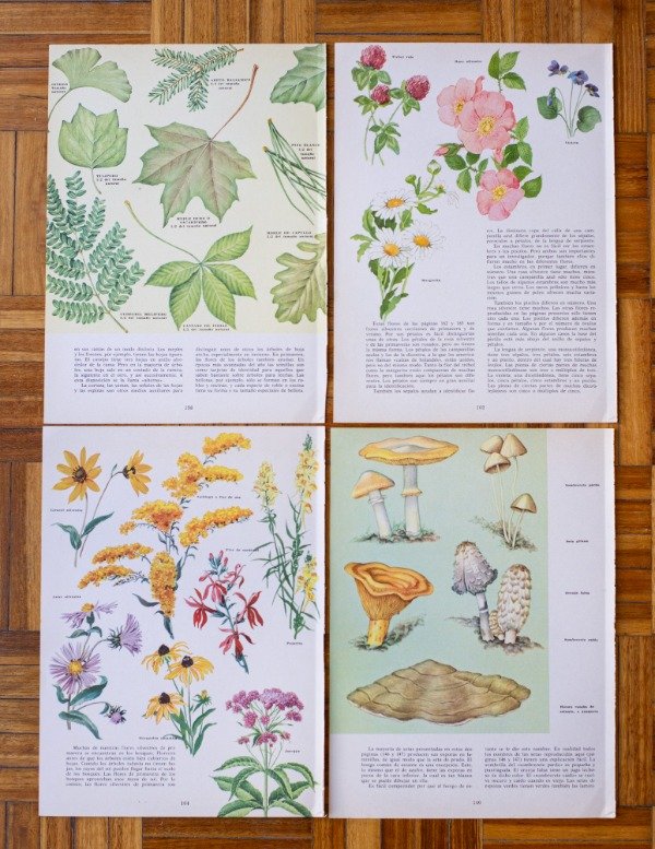 Producto - Láminas Flora II