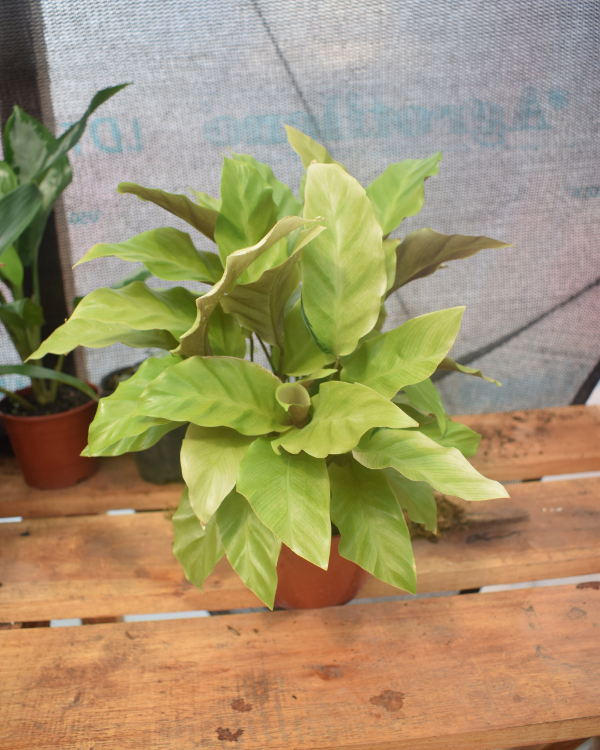 Producto - Calathea Lemonade