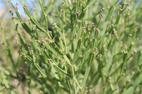 Producto - CARQUEJILLA (Baccharis articulata)