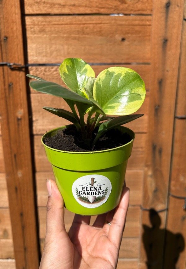 Producto - Peperomnia variegada - 0
