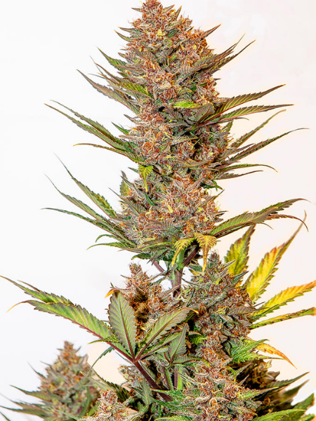 Producto - Cherry Banana Auto x5 - Silver River Seeds