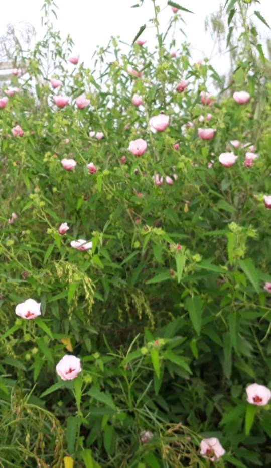 Producto - Pavonia Rosa - 2