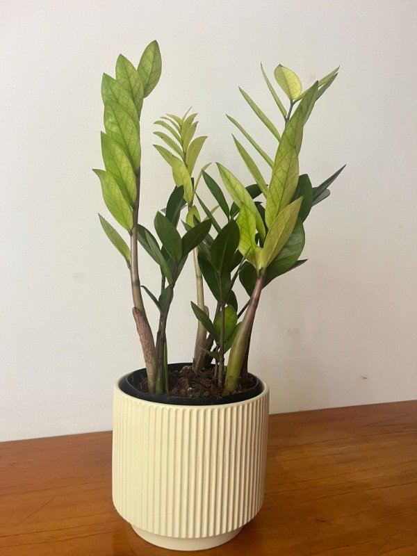 Producto - Zamioculca Camaleon