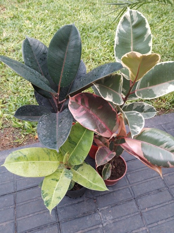 Miniatura de producto - 4