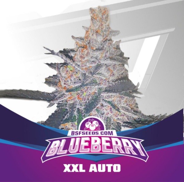 Producto - Blueberry XXL Auto