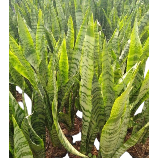 Producto - Pack 5 sansevieria verde - Maceta 12