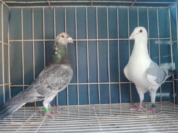 Producto - PALOMAR EL GUARNA CASAL 9