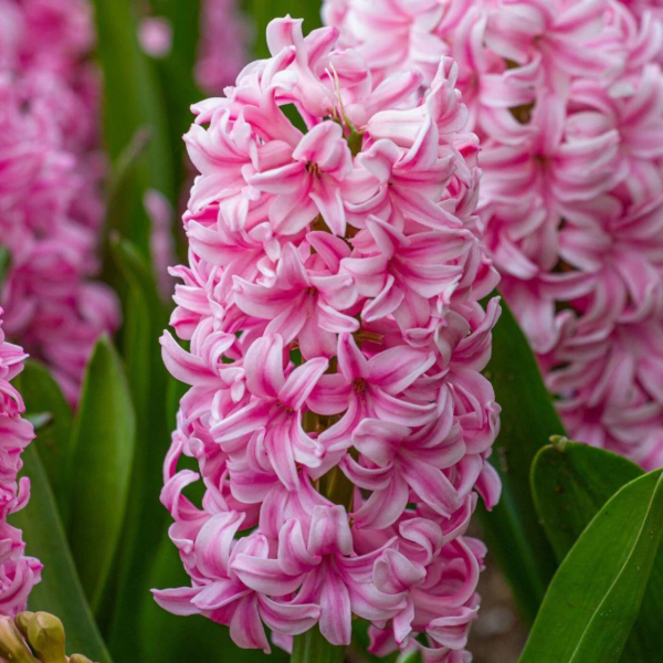 Producto - Jacinto rosa claro (en maceta)