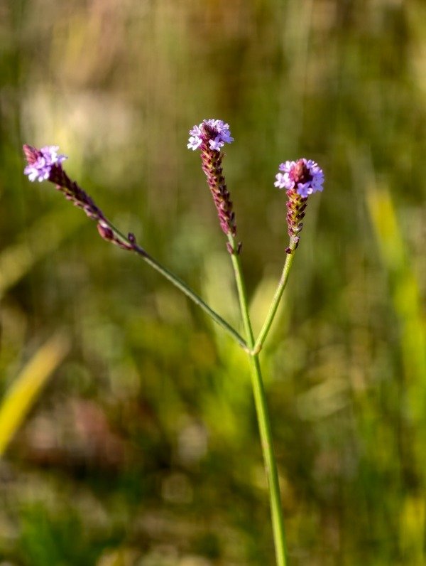 Producto - VERBENA LITORALIS