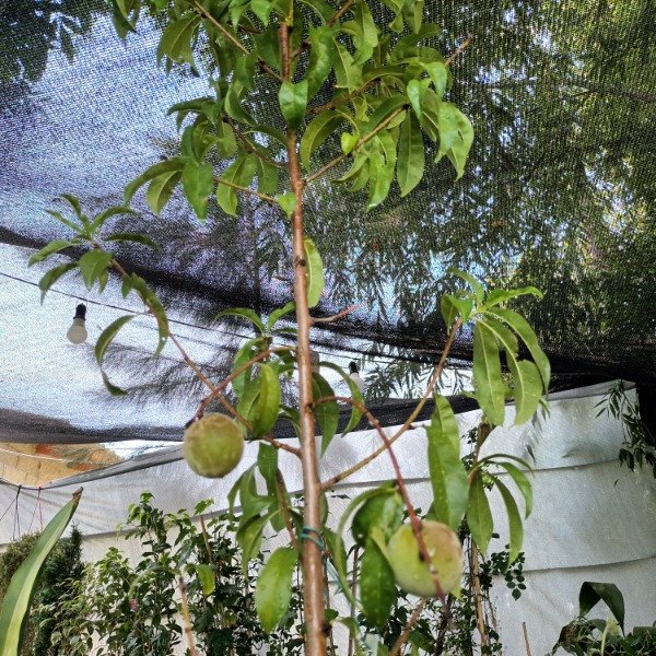 Producto - Duraznero - 5