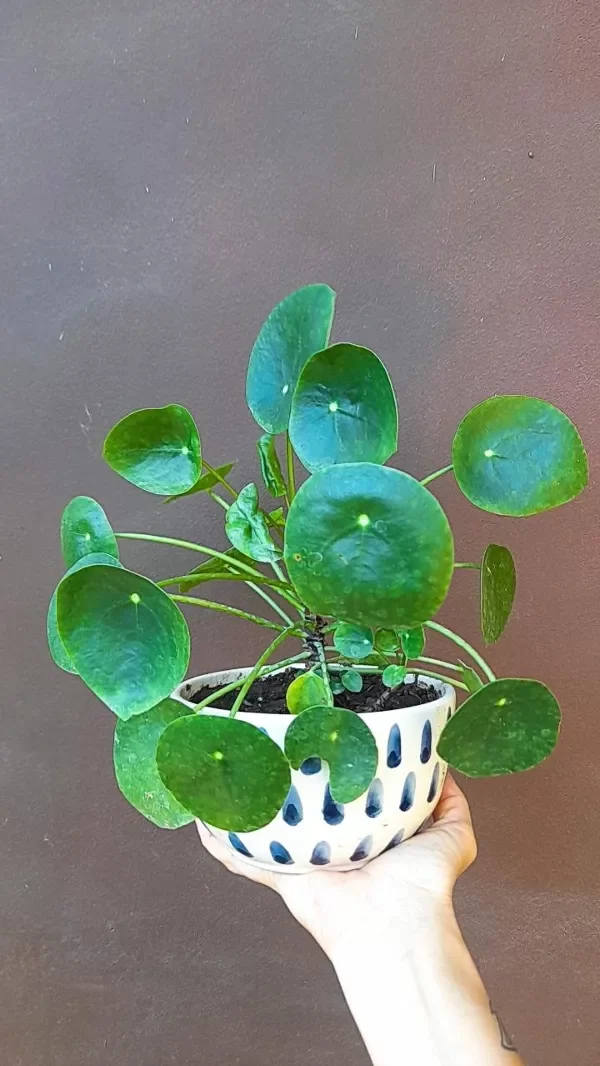 Producto - Pilea peperomioides y cerámica