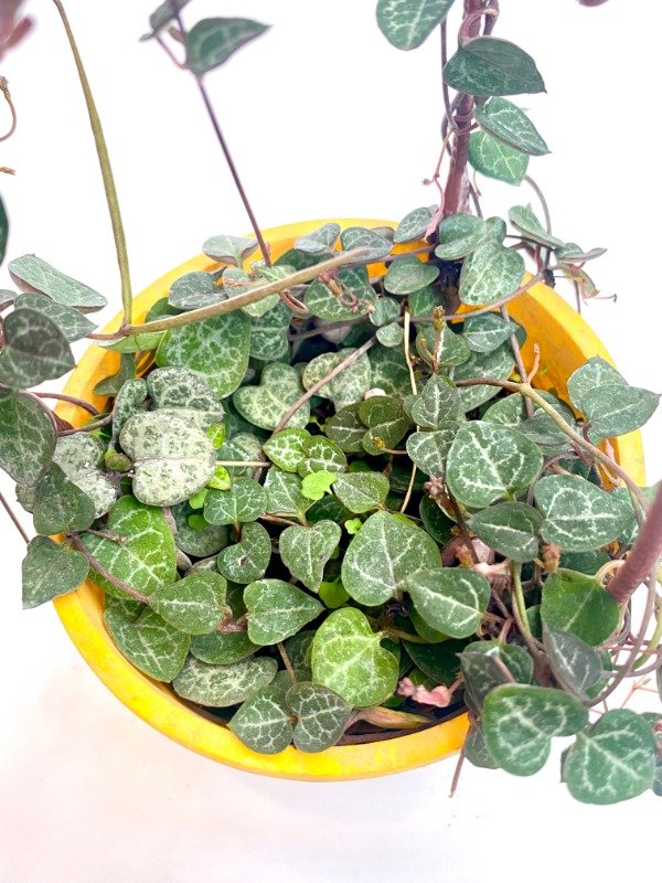 Producto - Ceropegia en maceta N11