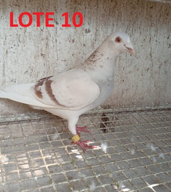 Producto - LOTE 10   1698024/24