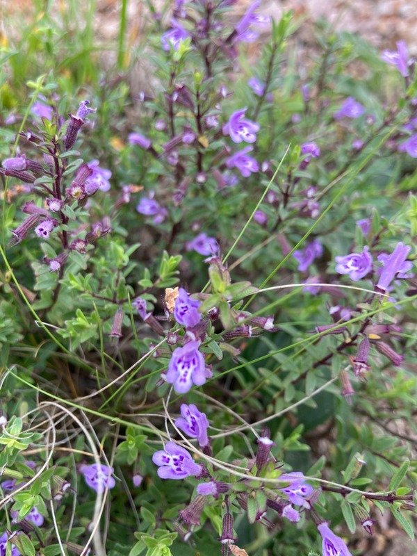Producto - TOMILLO DEL CAMPO (Hedeoma multiflora)