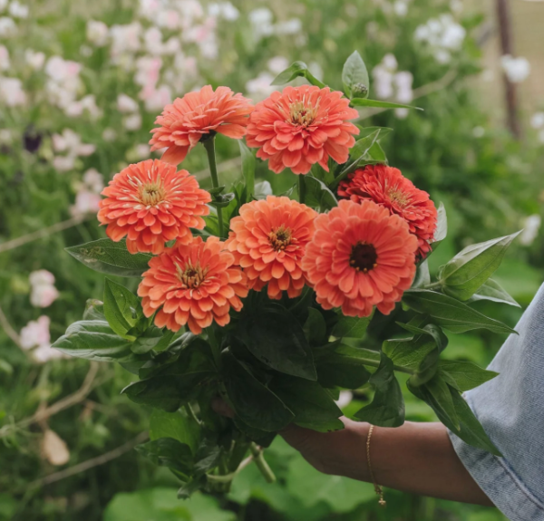 Producto - Zinnia elegans Benary's Giant Salmon Rose - 1