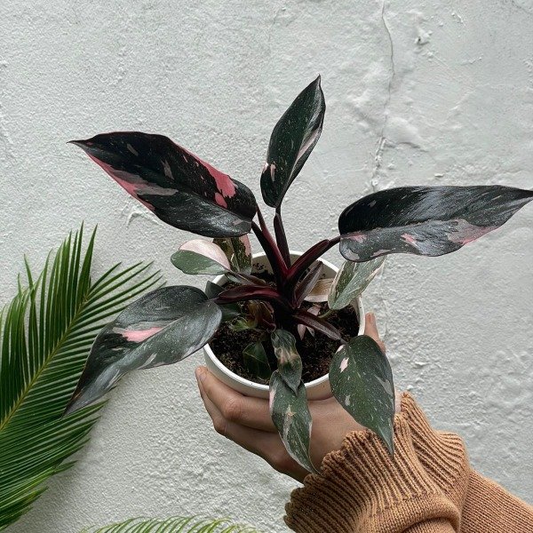 Producto - Philodendron Pink Princess + premium12