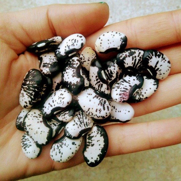 Producto - Poroto jaspeado negro