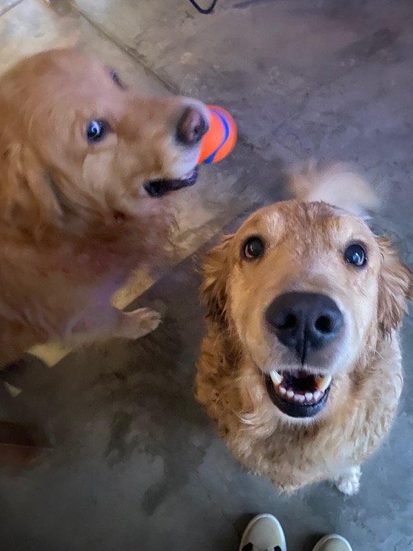 Producto - VELA PET FRIENDLY