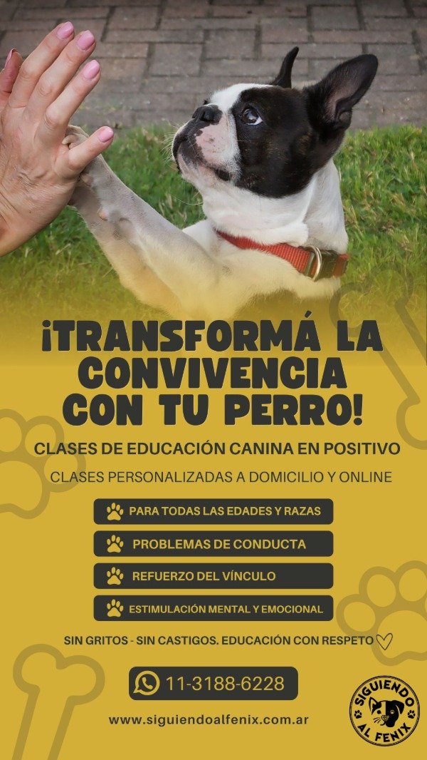 Producto - Clases de Educación canina - en Positivo