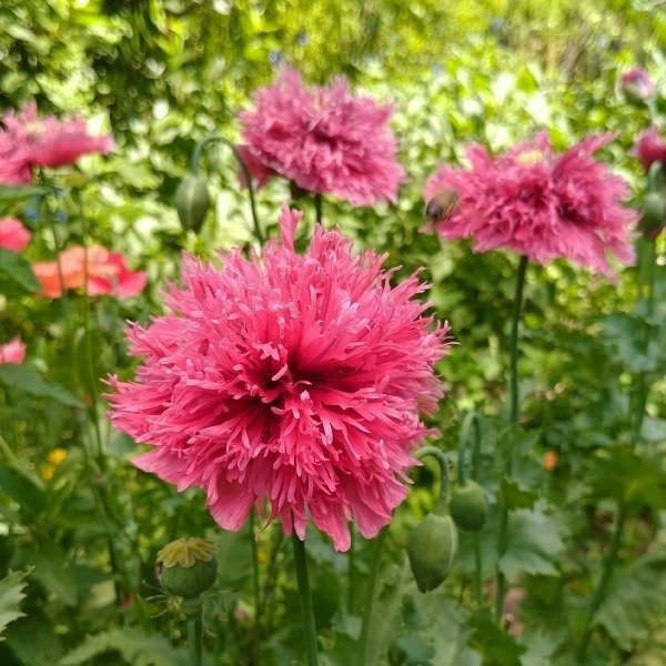 Miniatura de producto - 6