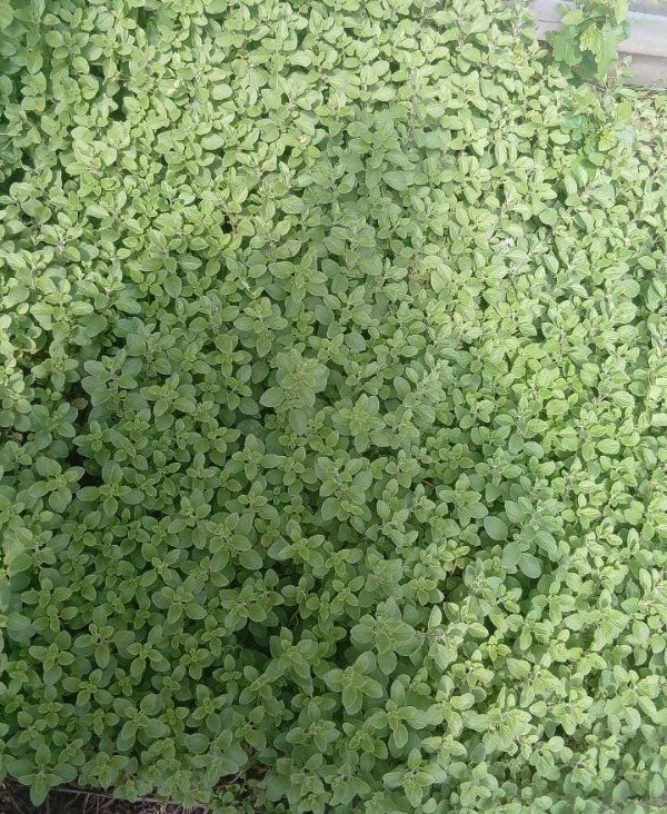 Producto - Ramo de Menta fresco UTT