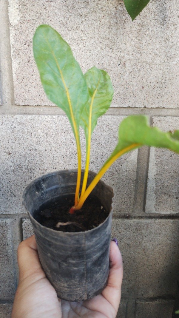 Producto - Plantines de acelga amarilla