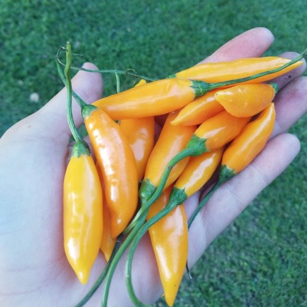 Producto - Ají Amarillo