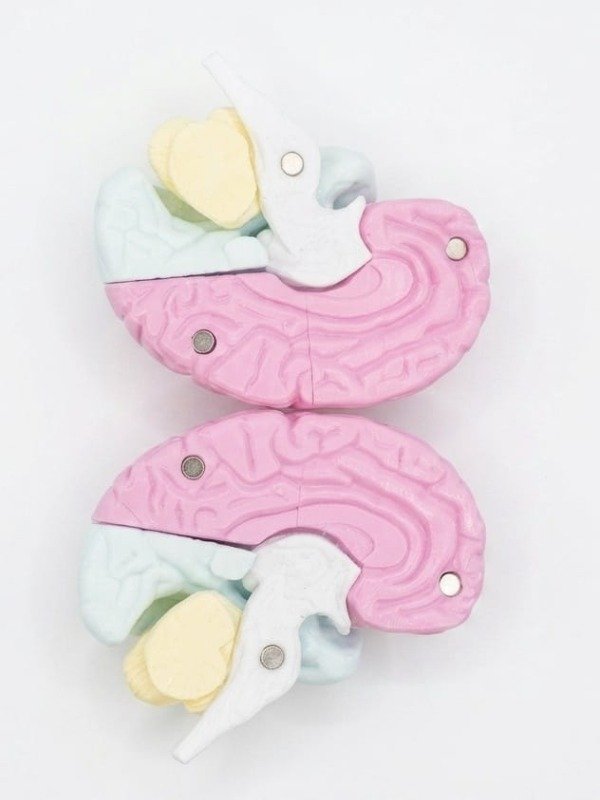 Producto - CEREBRO DIDACTICO IMANTADO - 1