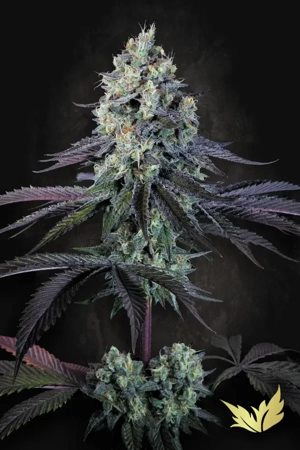 Producto - Purple mint Paradise seeds