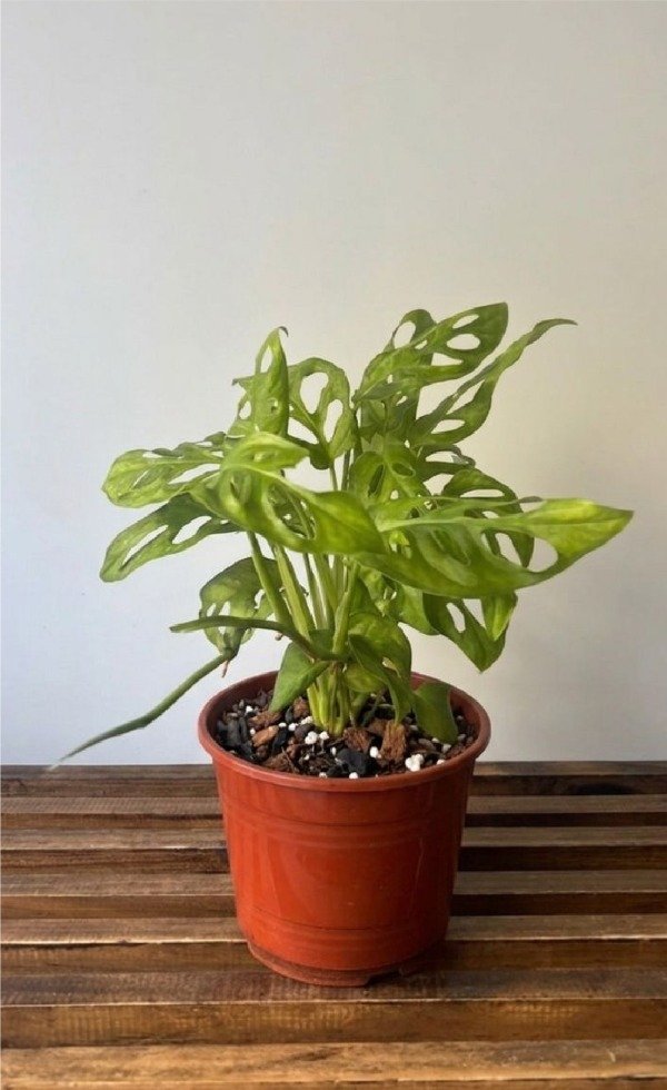 Producto - Peruviano