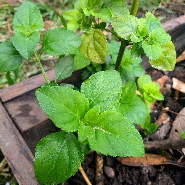 Producto - Albahaca Anisada
