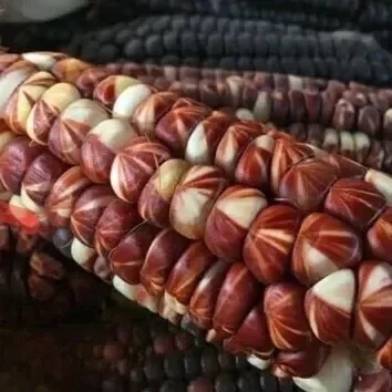 Producto - Maíz Rojo Andino