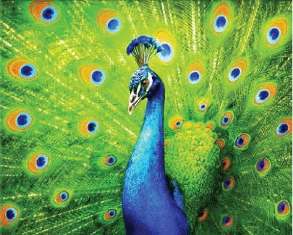 Producto - Kit De Pintura Con Diamantes Diamond Painting 40x50cm - Pavo Real