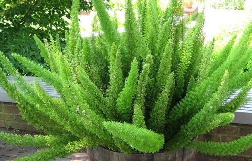 Producto - Asparagus Meyeri