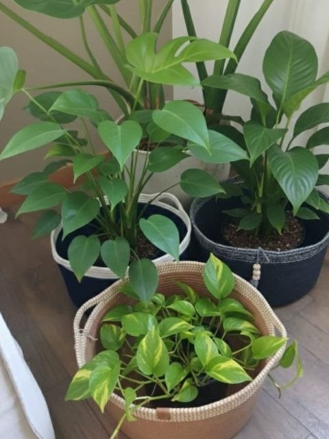 Miniatura de producto - 7