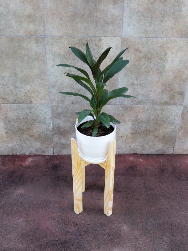 Producto - Robusta p40