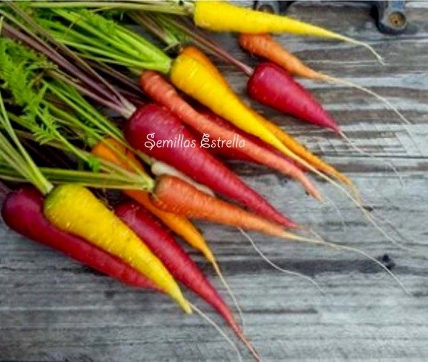 Producto - Semillas de Zanahoria Tricolor