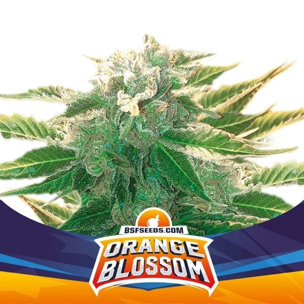 Producto - Orange Blossom XXL Auto X4 - BSF