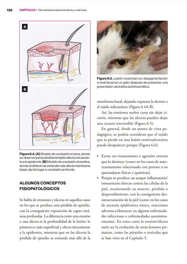 Producto - Carrasco: Dermatología Felina Basada en Patrones Dermatológicos - 5