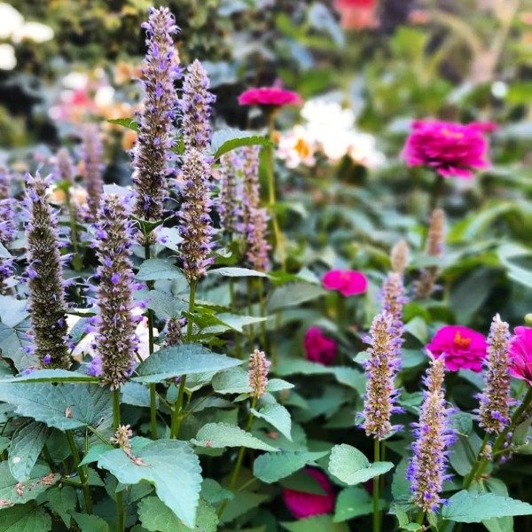 Producto - Agastache Foeniculum