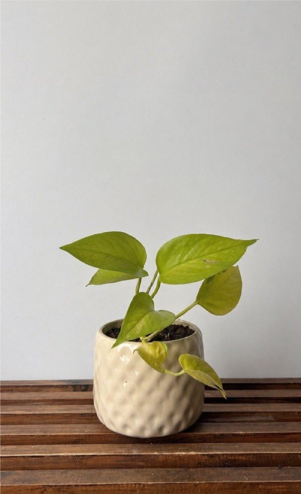 Producto - Maceta tetris