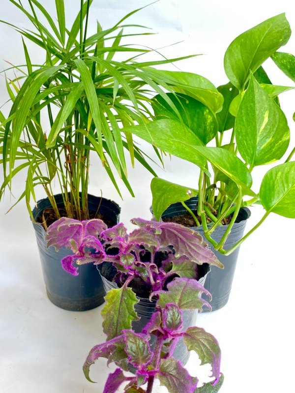 Producto - PROMO INTERIOR - Palmito, Gynura, Potus clásico -