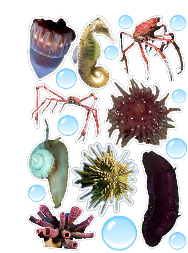 Producto - imágenes animales bajo el mar
