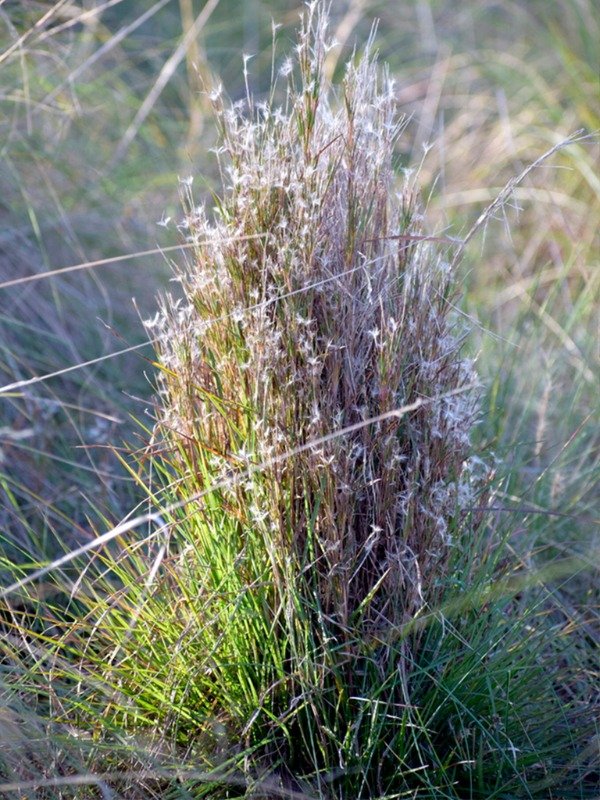 Producto - COLA DE ZORRO  (Schizachyrium condensatum)