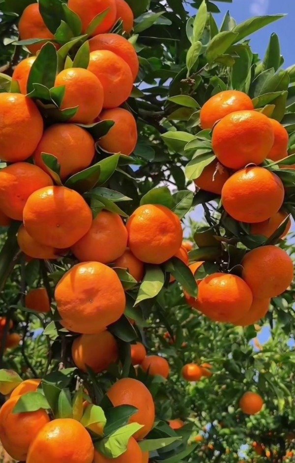 Producto - Citricos - 1