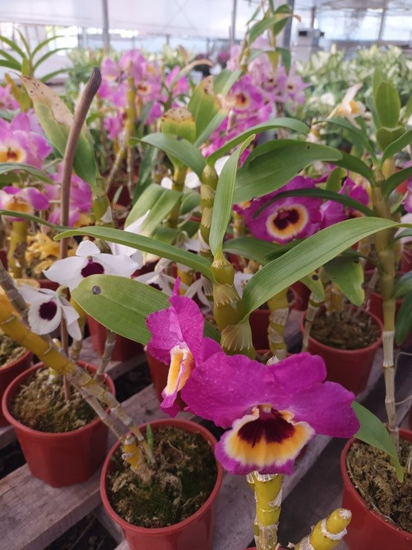 Producto - Dendrobium Orquídea - 0