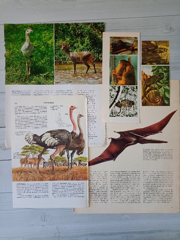 Producto - Imágenes animales surtidos - 15 unidades